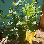 Apartman Magnolia House Catania